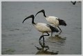 MR-Ibis.JPEG