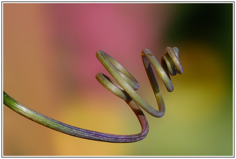 TP_spirale_2015-05-20_BD.jpg