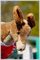 BG_Kangootrail-09740