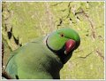 CR_IMG_0526