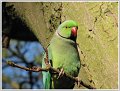 CR_IMG_0528
