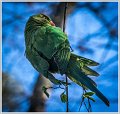 EAC_DSC_6335