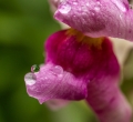 AMP-DSC06711-2