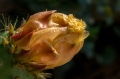 AMP-DSC09077-2