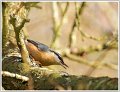 AMP-DSC00558