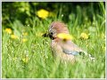 AMP_DSC00040