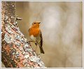 AMP_DSC04521