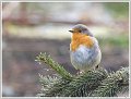 AMP_DSC08958