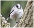 AMP_DSC09341