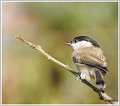 AMP_DSC09700