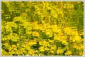 BG-Refletschamps-13