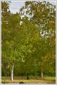 BG-Refletschamps-14