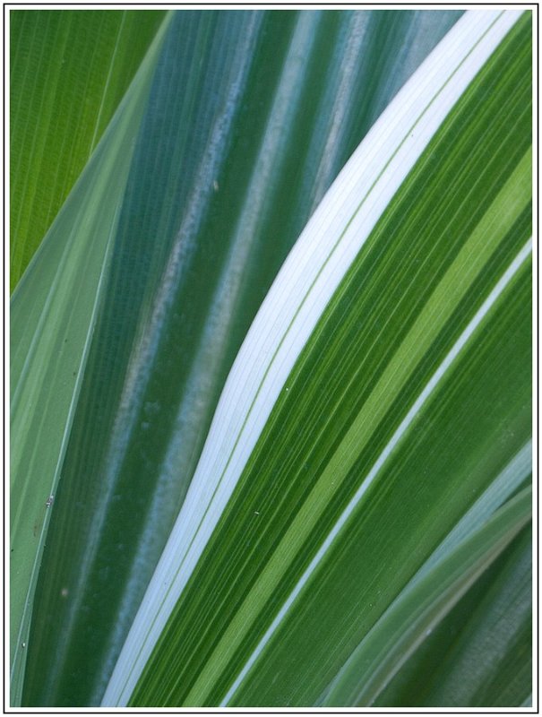 A001JPEG-6.jpg