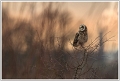 Nelu_16-01-2017-16-07-22_0495