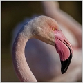 camargue_15-04-2013-09-17-57_0534