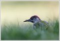 5D3_8304_DxO