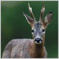 KC-Chevreuil_2925