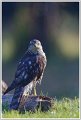 KC-Epervier_6436