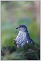 KC-Epervier_7251