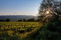 _DSC1003