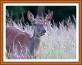 Biche-border