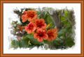 Fleurs-border