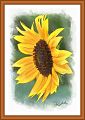 Tournesol-border