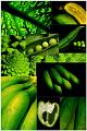 aliments